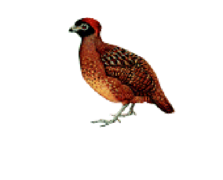 黑额林鹑 黑额林鹑的图片