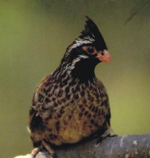 ��β���ȵ�ͼƬ