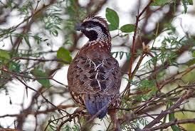 黑喉齿鹑 黑喉齿鹑的图片