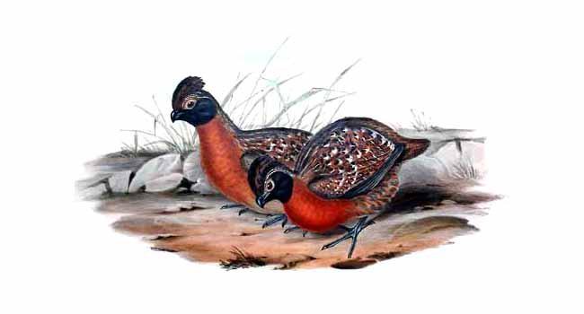 棕胸林鹑 棕胸林鹑的图片