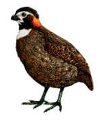 黑顶林鹑 黑顶林鹑的图片