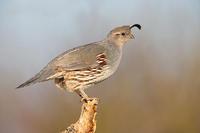 �ڸ�����