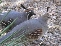 �ڸ�����