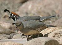 �ڸ�����