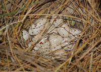 �ڸ�����