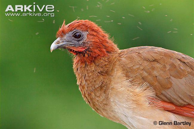 ��ͷС������ͼƬ