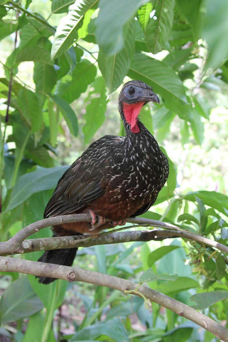 棕胸冠雉 棕胸冠雉的图片