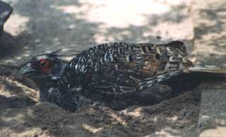 �ڶ�������