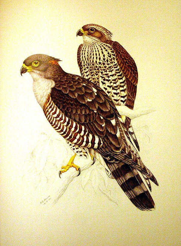 非洲鹃隼 非洲鹃隼的图片