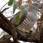 ���޾���