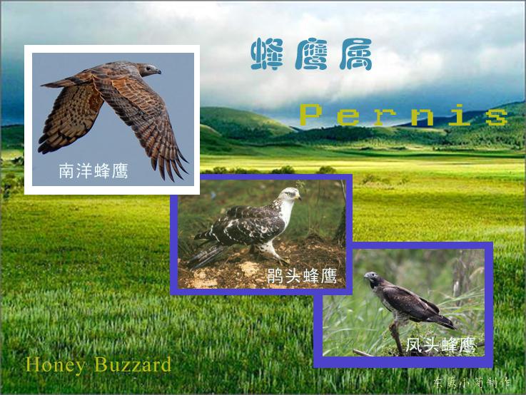 ��ӥ����ͼƬ