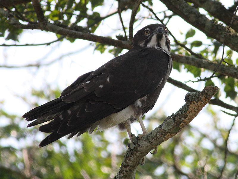 食蝠鸢 食蝠鸢的图片