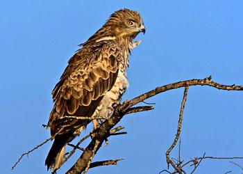 ���Ƕ�ֺ��