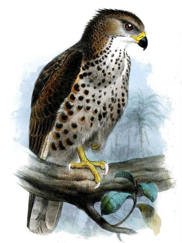 刚果蛇雕 刚果蛇雕的图片