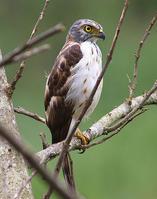 苏拉凤头鹰 苏拉凤头鹰的图片