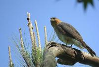 非洲侏雀鹰 非洲侏雀鹰的图片