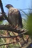 古巴鹰 古巴鹰的图片