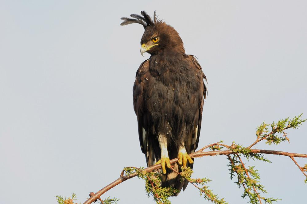 ����ӥ��