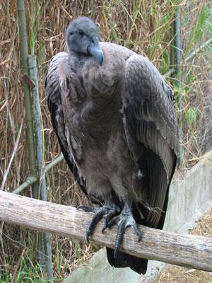 ����˹����