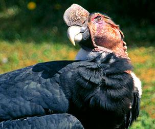 ����˹����