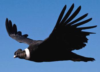 ����˹����