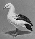 黑翅草雁 黑翅草雁的图片