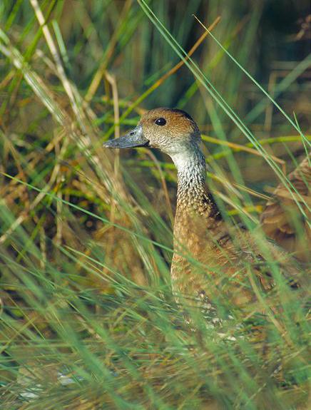 ��ӡ����Ѽ