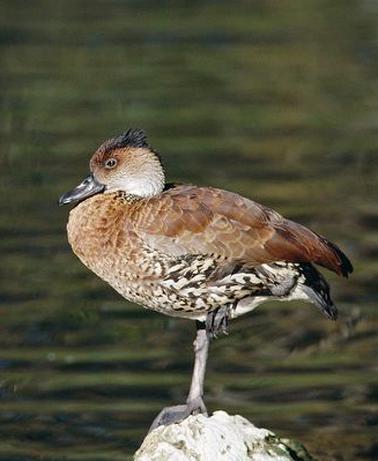 ��ӡ����Ѽ