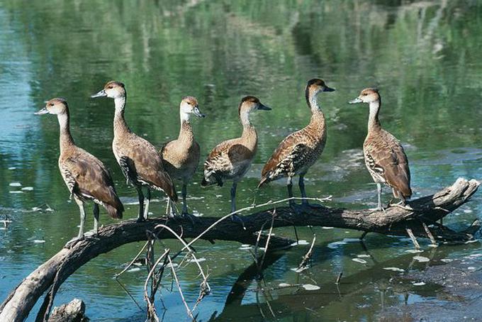 ��ӡ����Ѽ