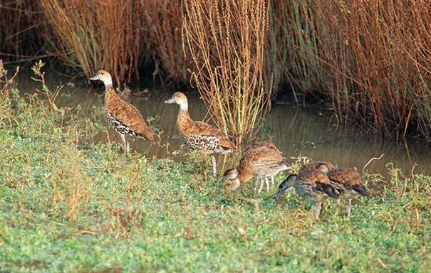 ��ӡ����Ѽ