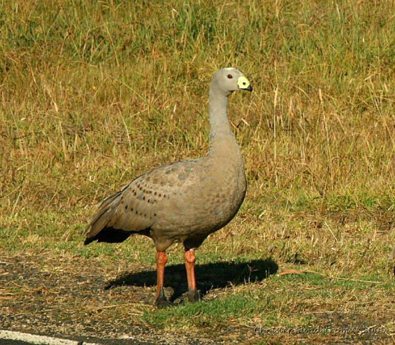 ���޻���