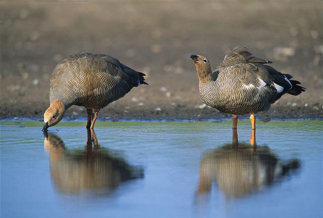 ��ͷ����