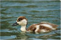 ������Ѽ