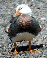 ��ͷ��Ѽ��ͼƬ