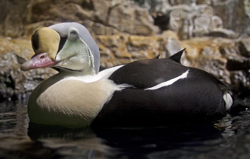 ����Ѽ��ͼƬ