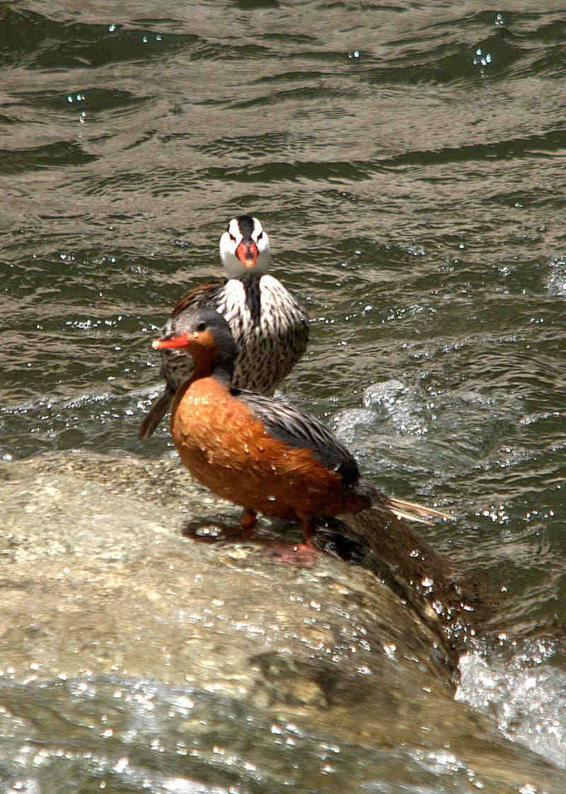 湍鸭 湍鸭的图片