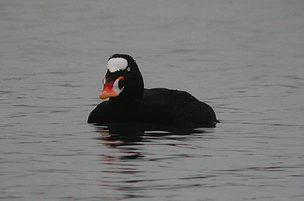 ��ͷ����Ѽ