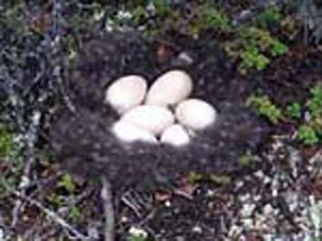 ��ͷ����Ѽ