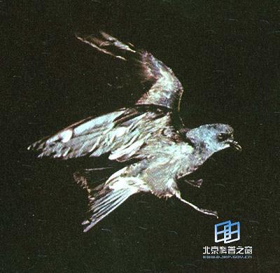 ������β����