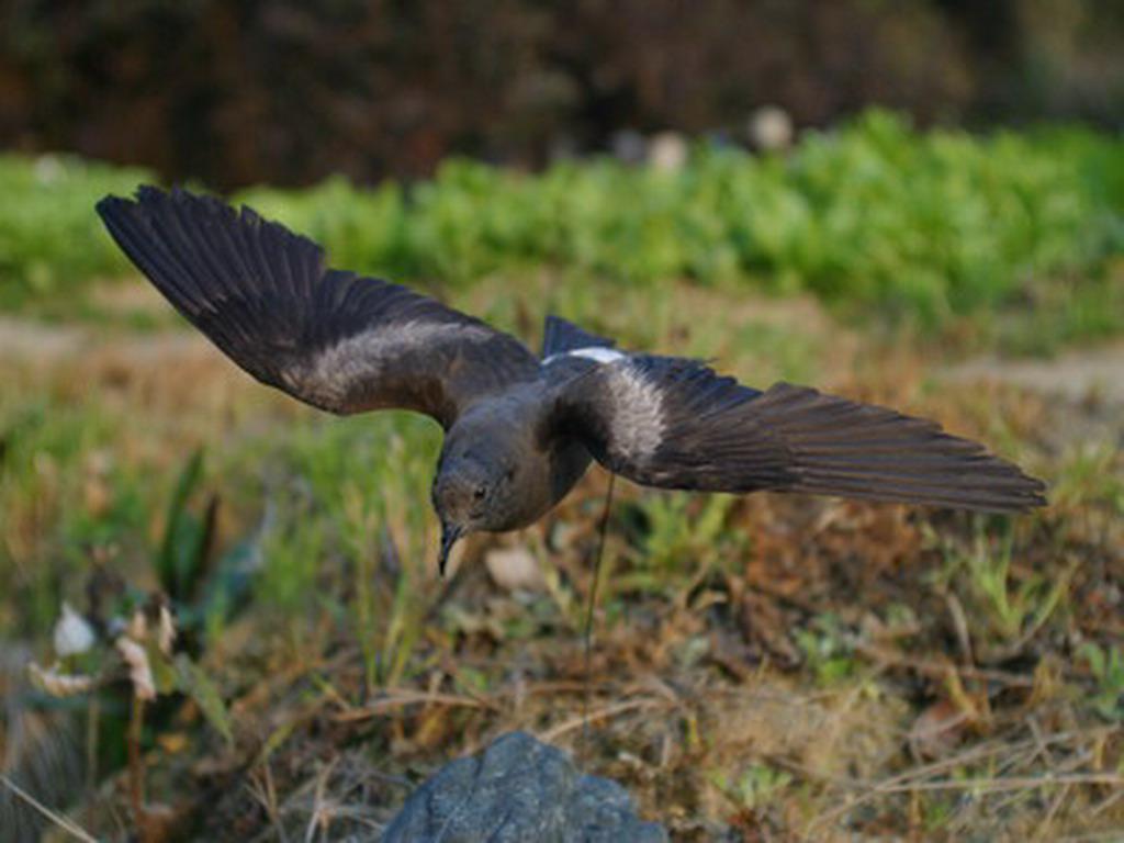 �ڲ�β�����ͼƬ