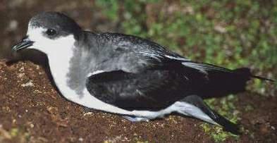 ����Բβ�׵�ͼƬ