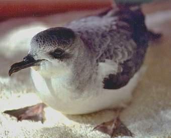 ������Բβ��