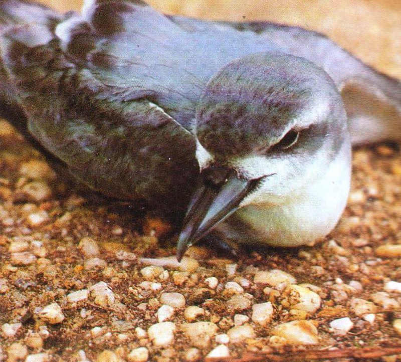 С���׵�ͼƬ