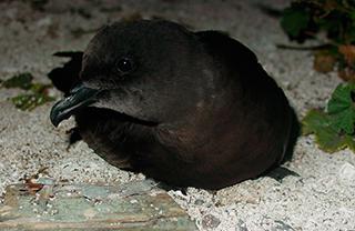 褐燕鹱 褐燕鹱的图片