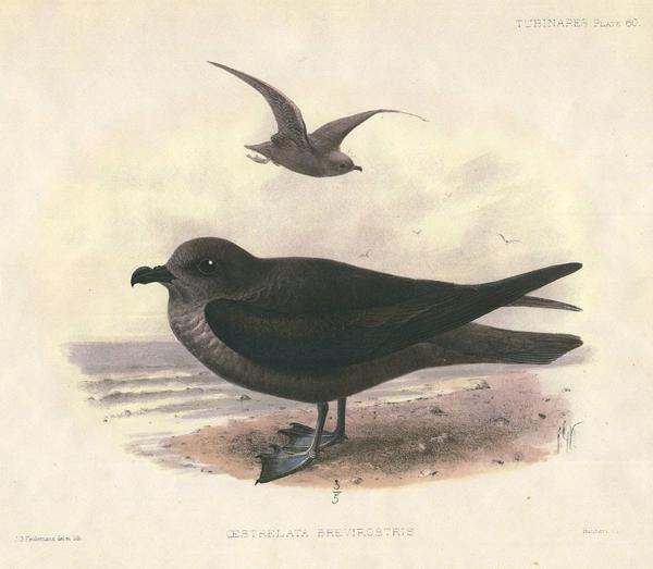 ����Բβ�׵�ͼƬ