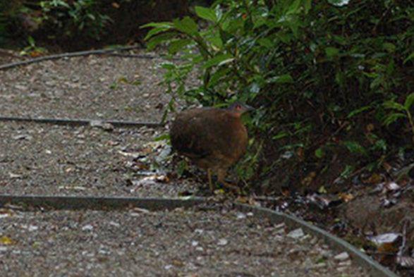 ��ԭ��[����]