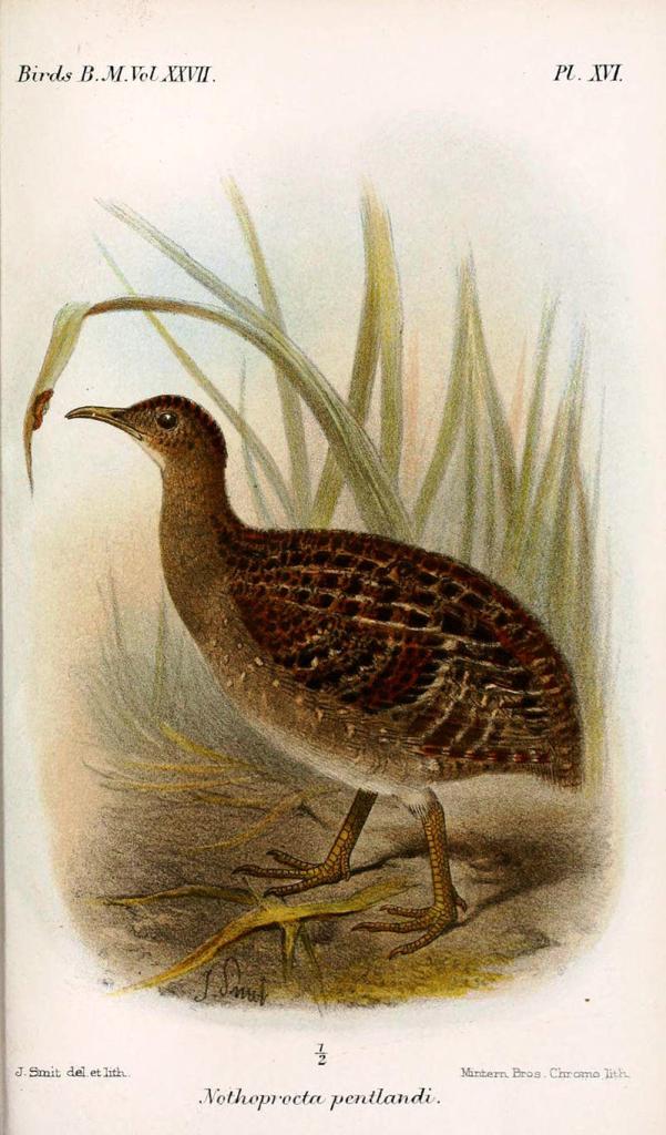 ����˹��[����]��ͼƬ