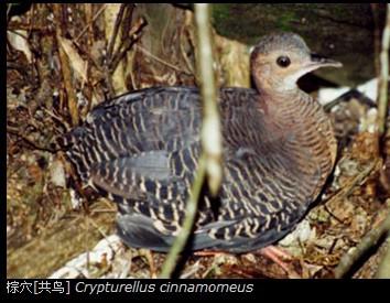 ��Ѩ[����]