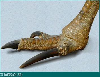 ˫������