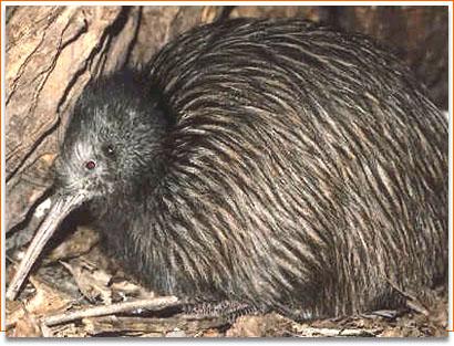 鹬鸵属 鹬鸵属的图片